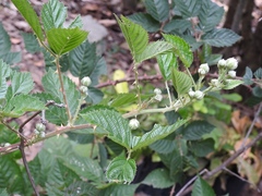 Rubus adenotrichos