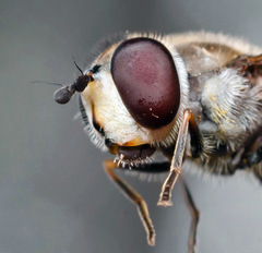 Melangyna compositarum