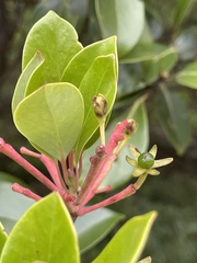 Machilus thunbergii
