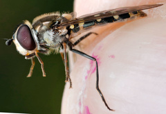 Melangyna compositarum