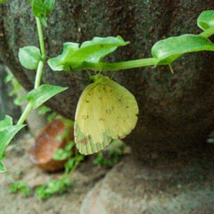 Eurema hecabe