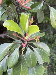 Machilus thunbergii