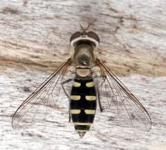 Melangyna compositarum