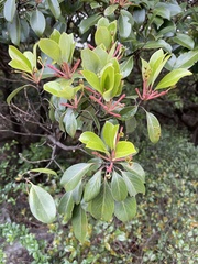 Machilus thunbergii