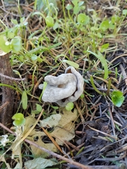 Helvella compressa