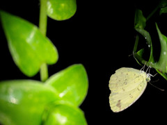 Eurema hecabe