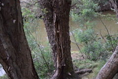 Eucalyptus longifolia
