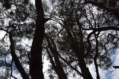 Eucalyptus longifolia