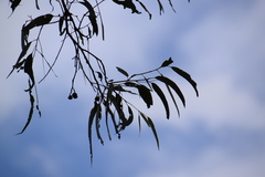 Eucalyptus longifolia