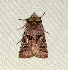 Cerastis enigmatica