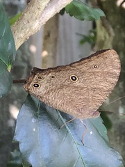 Melanitis leda bankia