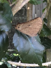 Melanitis leda bankia