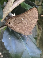 Melanitis leda bankia