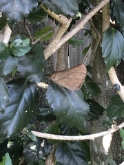 Melanitis leda bankia