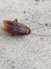 Blattodea