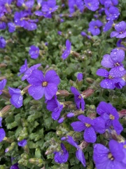 Aubrieta deltoidea
