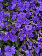 Aubrieta deltoidea