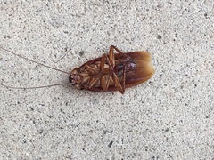 Blattodea