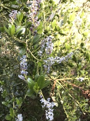 Ceanothus spinosus
