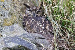 Bubo capensis