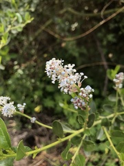 Ceanothus spinosus