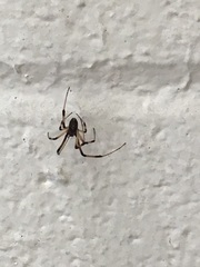 Araneae