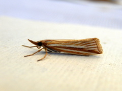 Hednota grammellus
