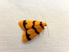 Heliosia jucunda