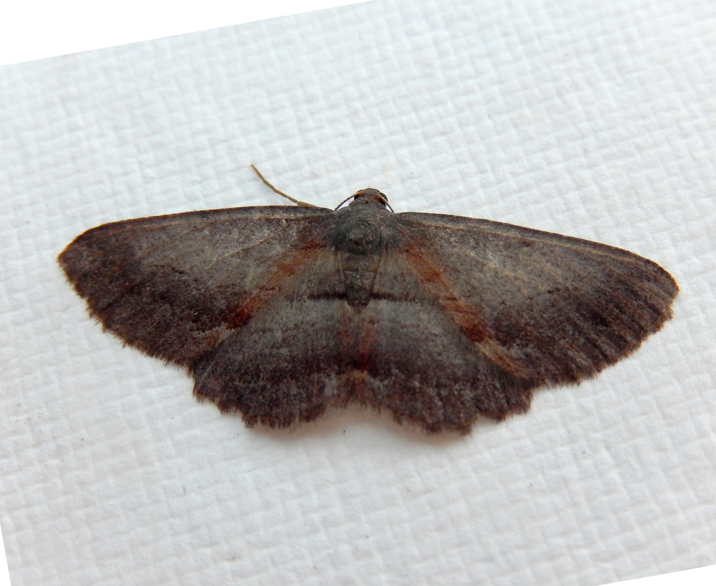 Purplish Bark Moth