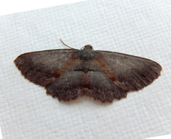 Hypomecis pallidiscaria