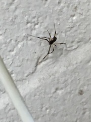 Araneae