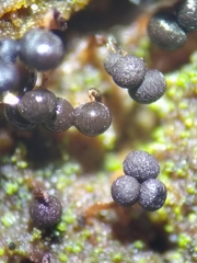 Cribraria cancellata
