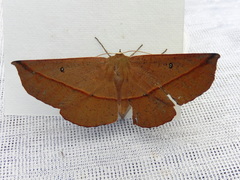 Phallaria ophiusaria