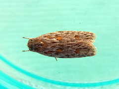 Phylomictis sarcinopa