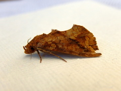 Plusiodonta arctipennis