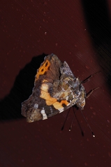 Vanessa indica indica