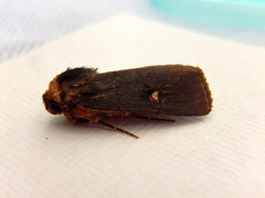 Proteuxoa testaceicollis