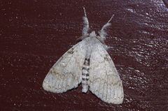 Calliteara lunulata