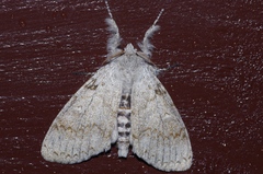 Calliteara lunulata