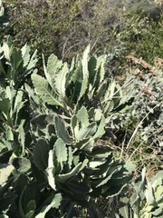 Eriodictyon traskiae smithii