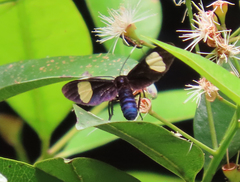 Trichaetoides apicalis