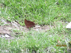 Fountainea tyrianthina