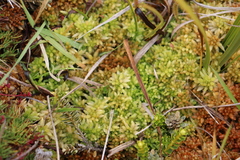 Sphagnum cristatum