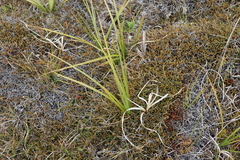 Carex coriacea