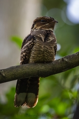 Large-Tailed Nightjar photo 2