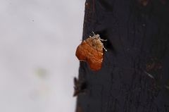 Choreutis achyrodes