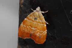 Choreutis achyrodes