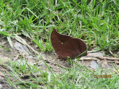 Fountainea tyrianthina