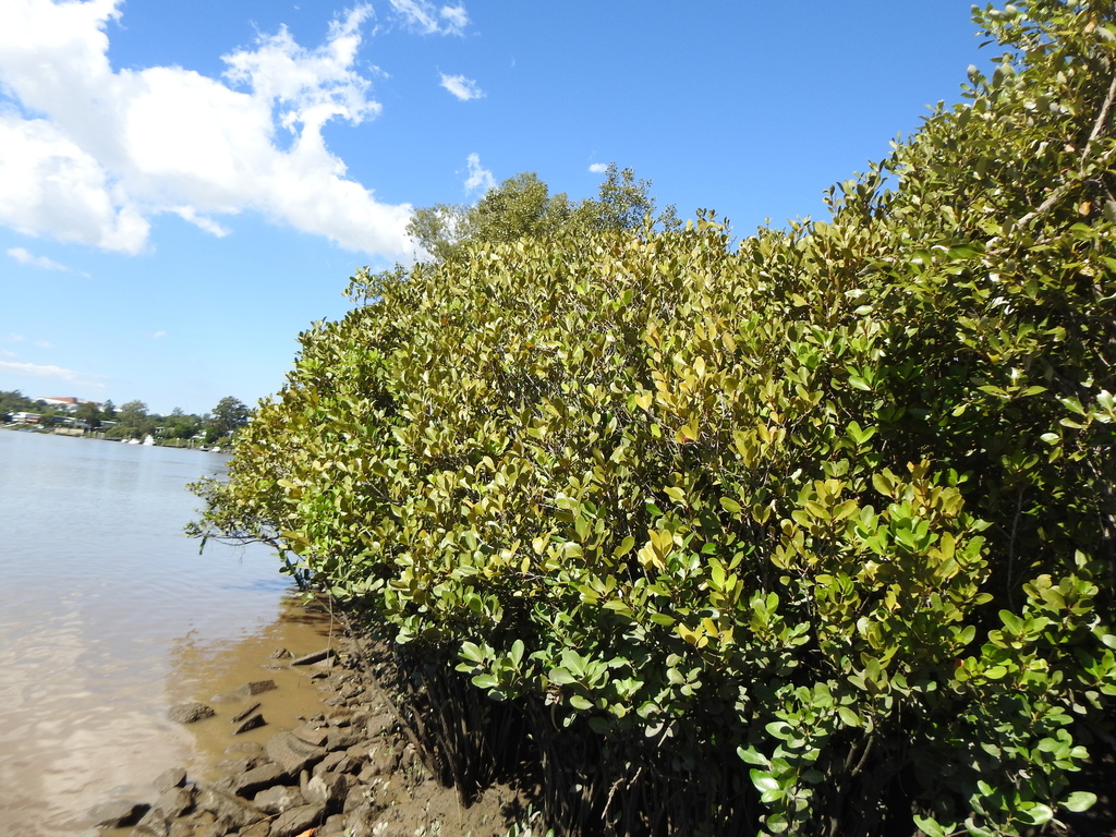 river mangrove