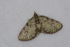 Chloroclystis neoconversa